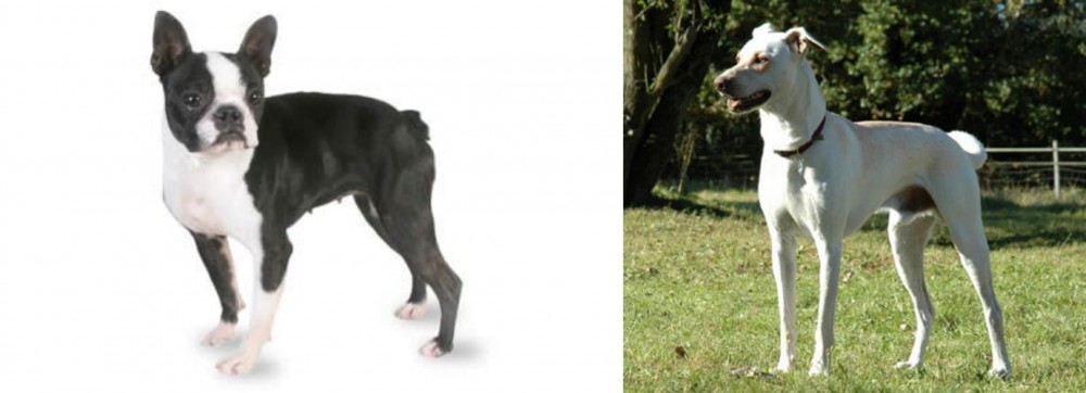 Cretan Hound vs Boston Terrier - Breed Comparison