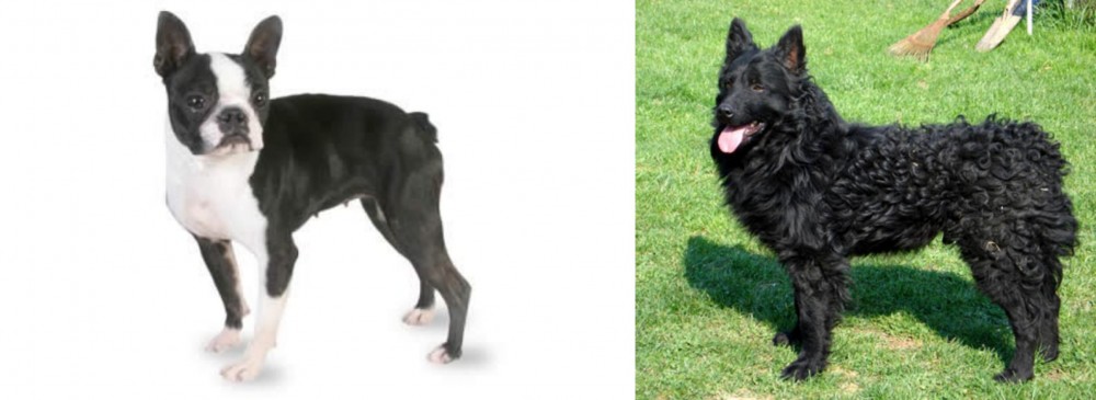 Croatian Sheepdog vs Boston Terrier - Breed Comparison