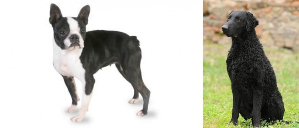 Curly Coated Retriever vs Boston Terrier - Breed Comparison