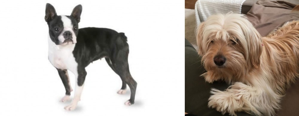 Cyprus Poodle vs Boston Terrier - Breed Comparison