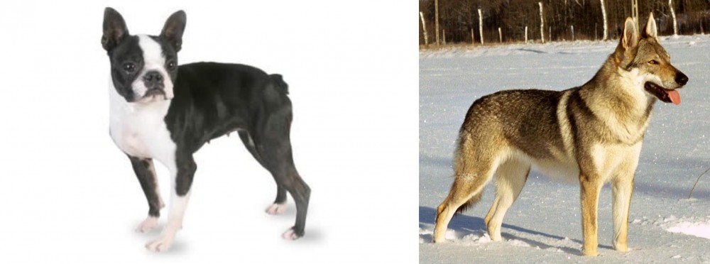 Czechoslovakian Wolfdog vs Boston Terrier - Breed Comparison