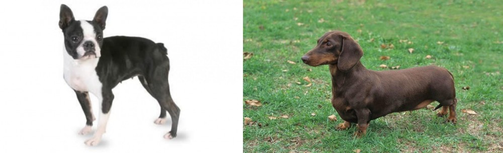 Dachshund vs Boston Terrier - Breed Comparison
