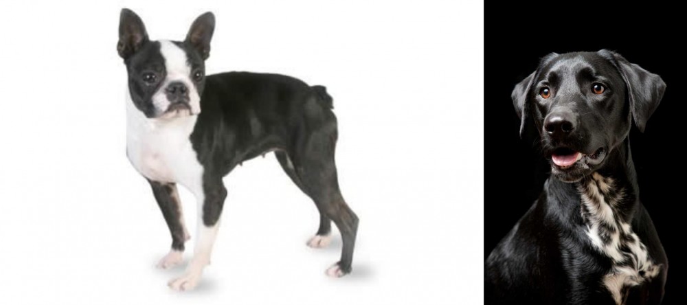 Dalmador vs Boston Terrier - Breed Comparison