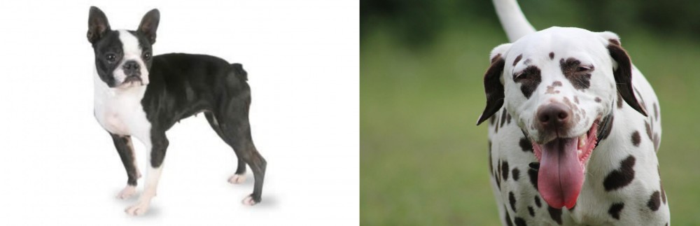 Dalmatian vs Boston Terrier - Breed Comparison