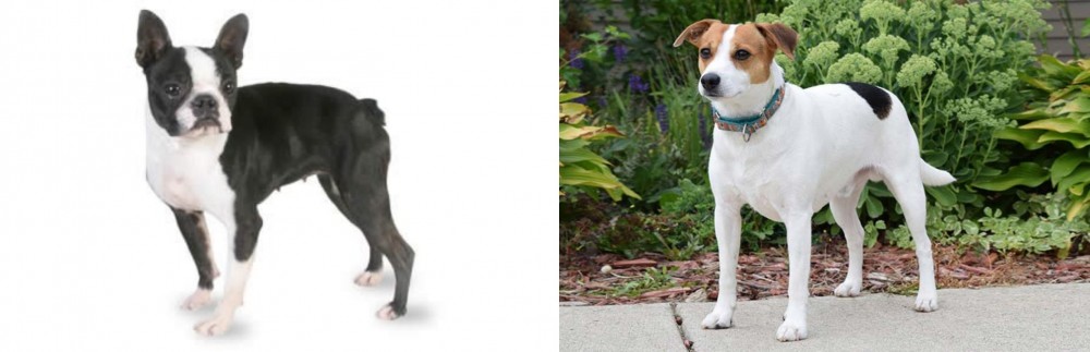 Danish Swedish Farmdog vs Boston Terrier - Breed Comparison