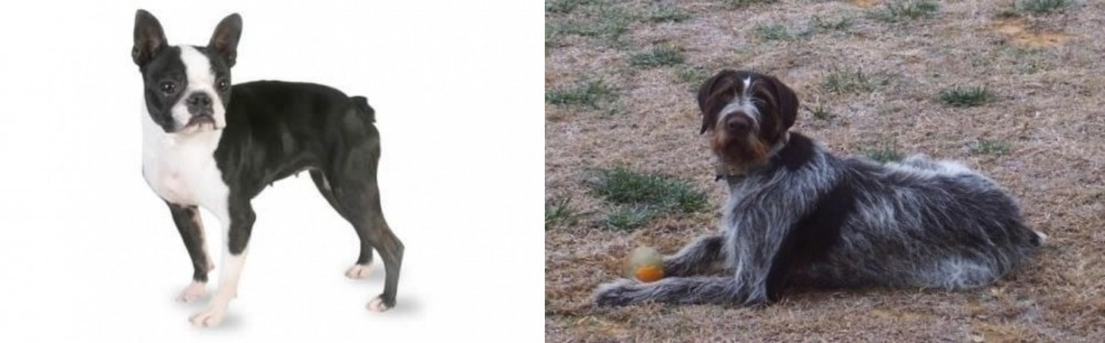 Deutsch Drahthaar vs Boston Terrier - Breed Comparison