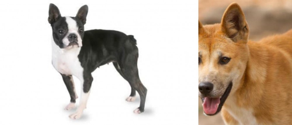 Dingo vs Boston Terrier - Breed Comparison