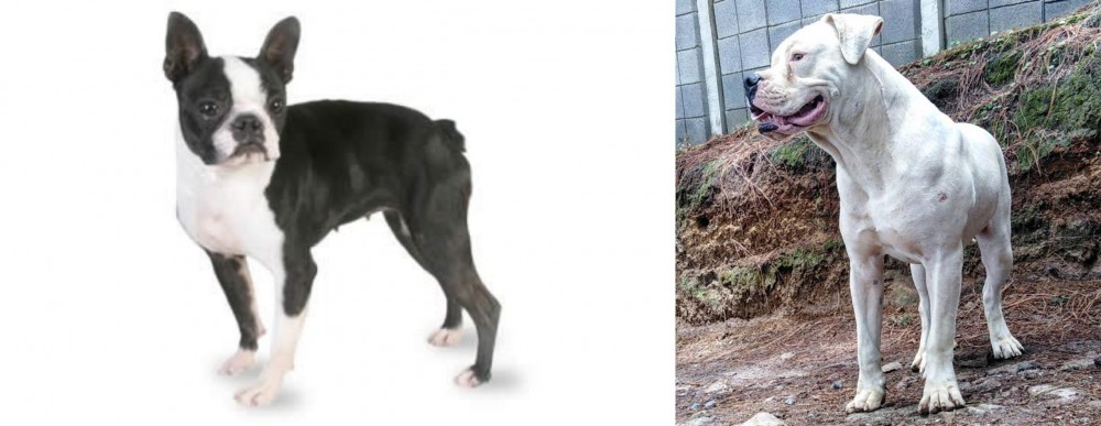 Dogo Guatemalteco vs Boston Terrier - Breed Comparison