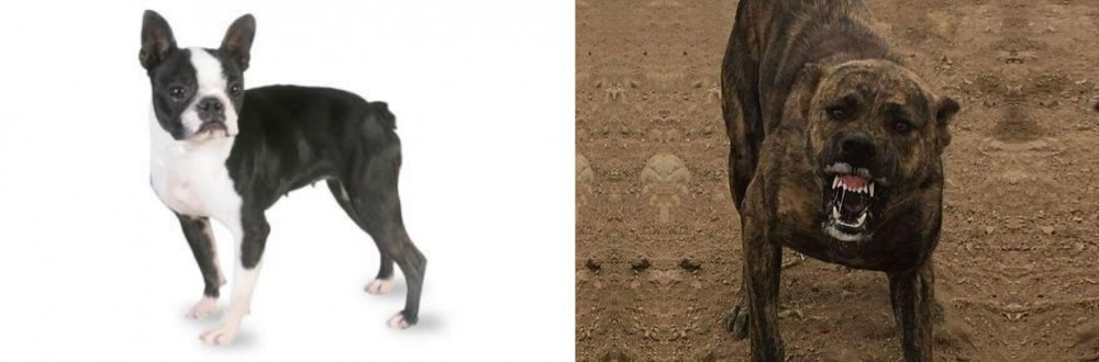 Dogo Sardesco vs Boston Terrier - Breed Comparison