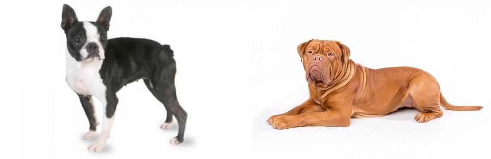 Dogue De Bordeaux vs Boston Terrier - Breed Comparison
