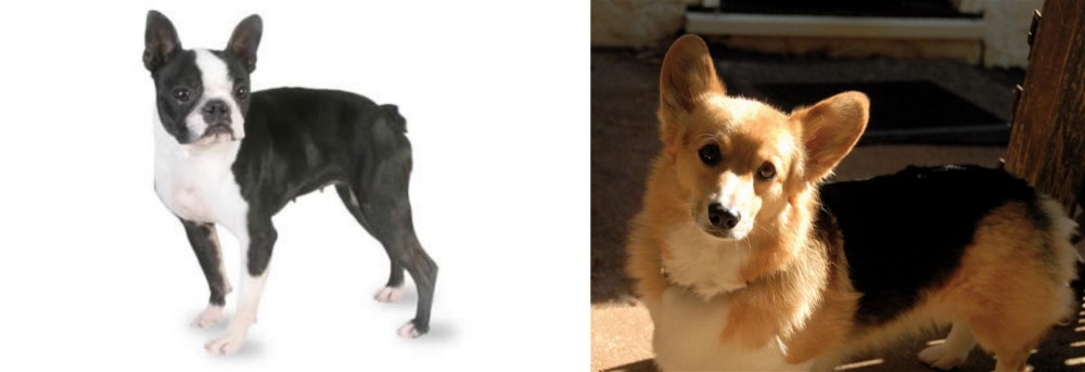 Dorgi vs Boston Terrier - Breed Comparison