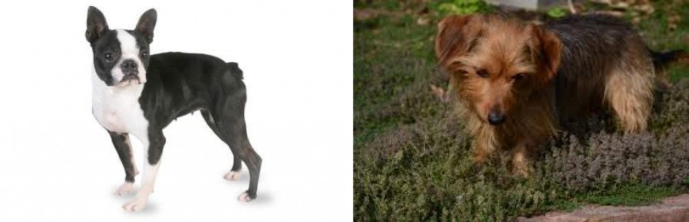 Dorkie vs Boston Terrier - Breed Comparison