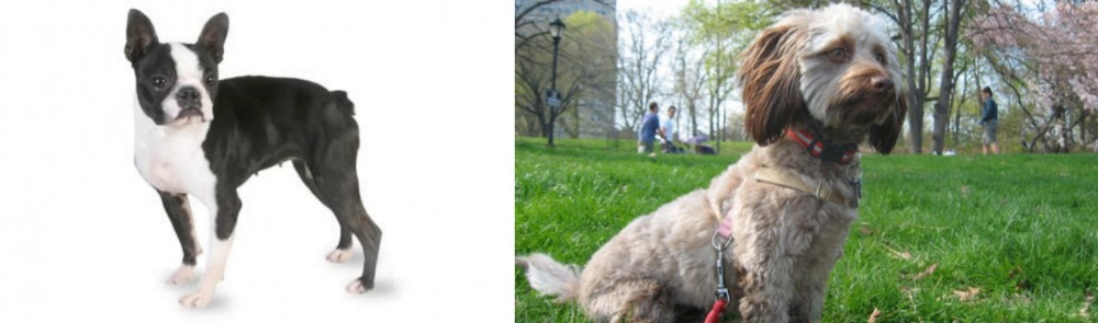 Doxiepoo vs Boston Terrier - Breed Comparison