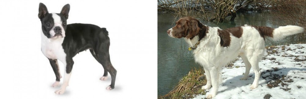 Drentse Patrijshond vs Boston Terrier - Breed Comparison