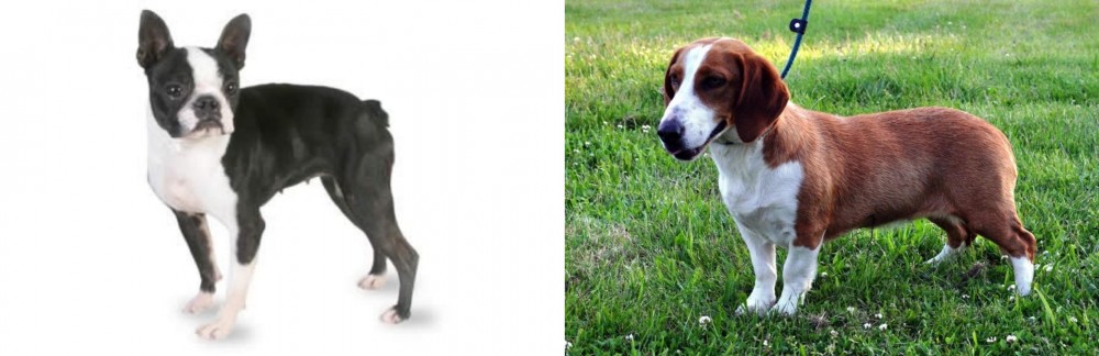 Drever vs Boston Terrier - Breed Comparison