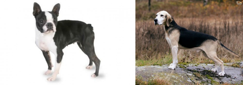 Dunker vs Boston Terrier - Breed Comparison
