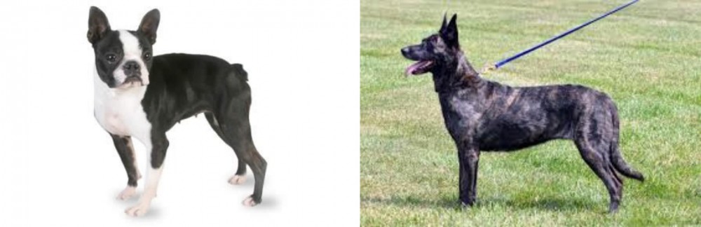 Dutch Shepherd vs Boston Terrier - Breed Comparison