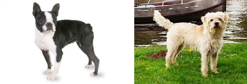 Dutch Smoushond vs Boston Terrier - Breed Comparison