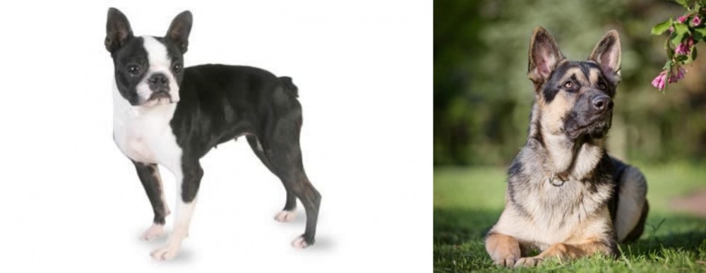 East European Shepherd vs Boston Terrier - Breed Comparison