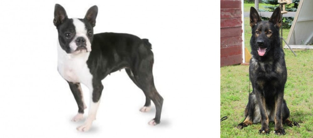 East German Shepherd vs Boston Terrier - Breed Comparison