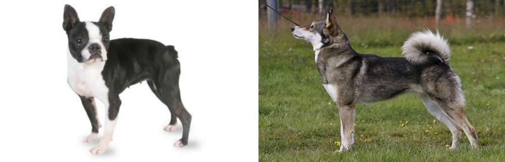 East Siberian Laika vs Boston Terrier - Breed Comparison