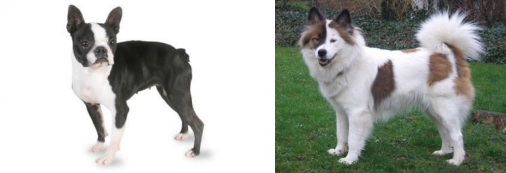 Elo vs Boston Terrier - Breed Comparison
