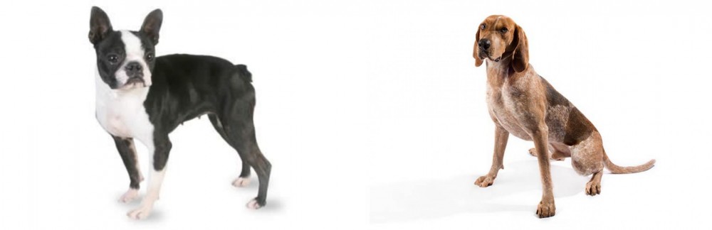 English Coonhound vs Boston Terrier - Breed Comparison