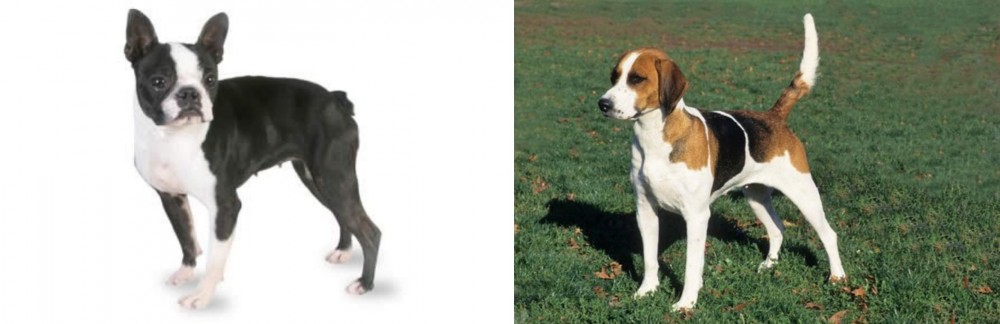 English Foxhound vs Boston Terrier - Breed Comparison