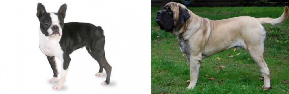 English Mastiff vs Boston Terrier - Breed Comparison
