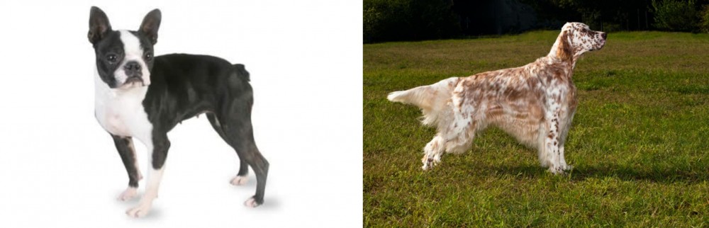 English Setter vs Boston Terrier - Breed Comparison