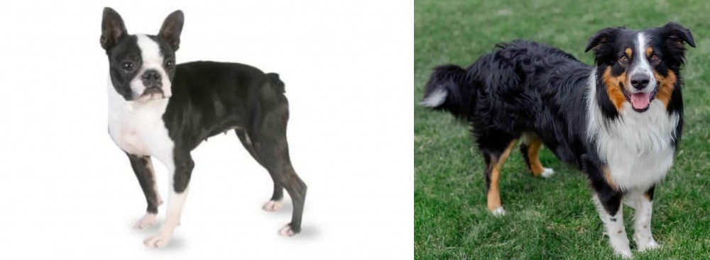 English Shepherd vs Boston Terrier - Breed Comparison
