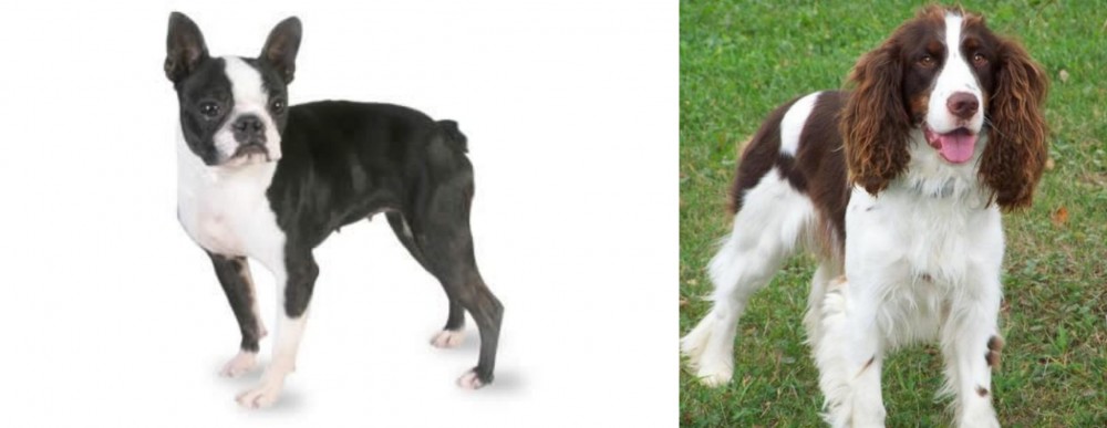 English Springer Spaniel vs Boston Terrier - Breed Comparison