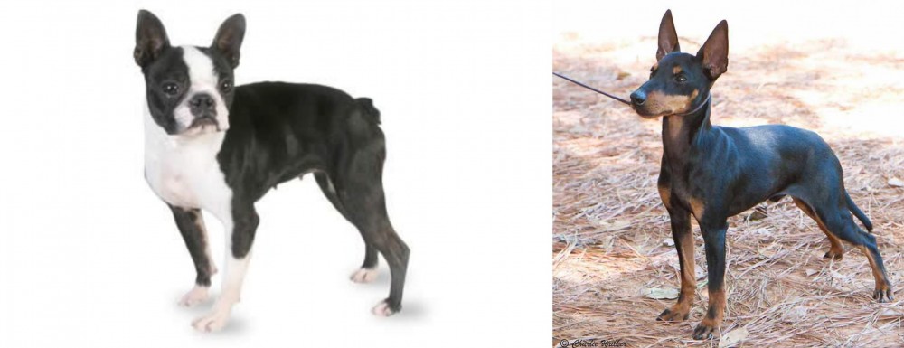English Toy Terrier (Black & Tan) vs Boston Terrier - Breed Comparison