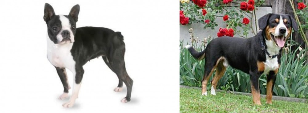 Entlebucher Mountain Dog vs Boston Terrier - Breed Comparison
