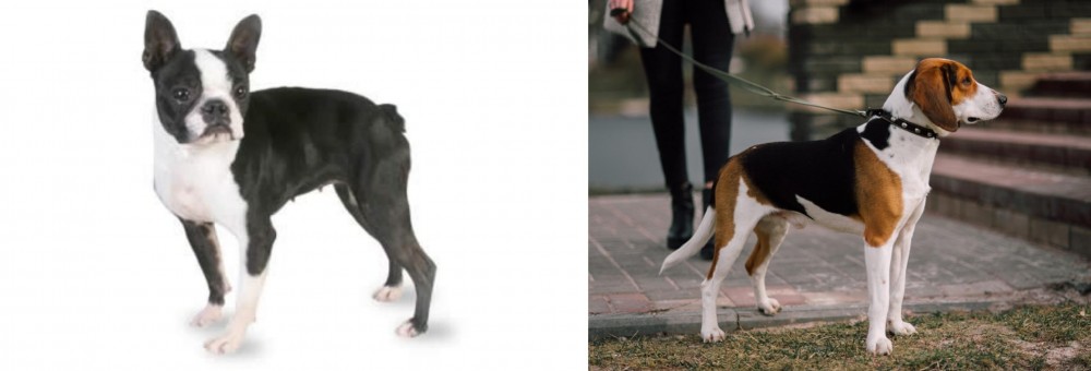 Estonian Hound vs Boston Terrier - Breed Comparison