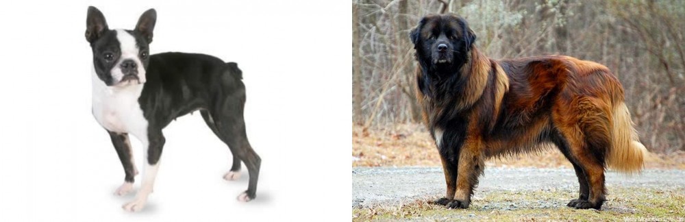 Estrela Mountain Dog vs Boston Terrier - Breed Comparison