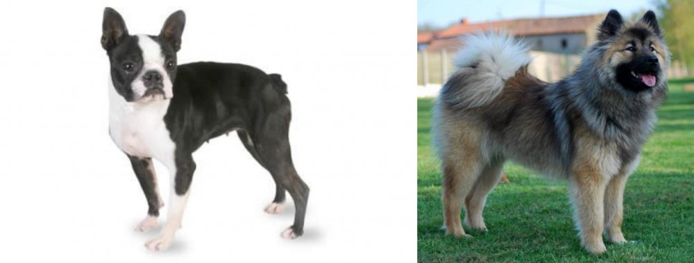 Eurasier vs Boston Terrier - Breed Comparison