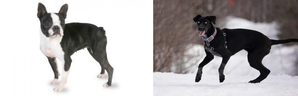 Eurohound vs Boston Terrier - Breed Comparison