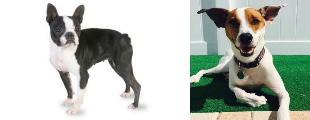Feist vs Boston Terrier - Breed Comparison