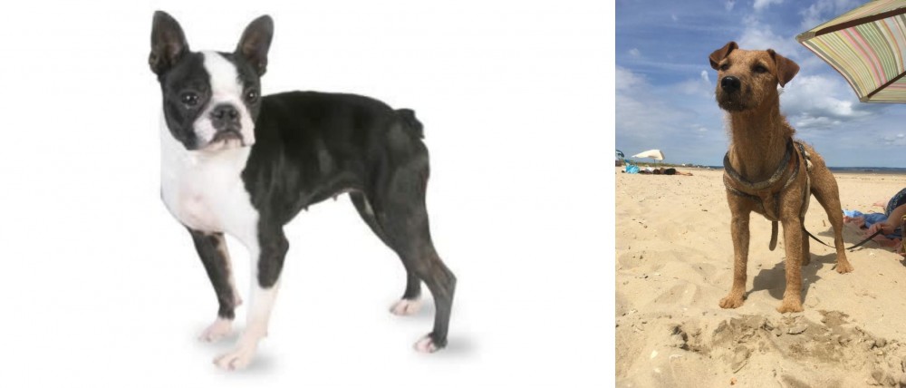 Fell Terrier vs Boston Terrier - Breed Comparison
