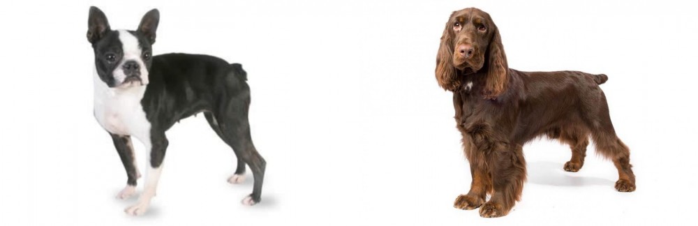 Field Spaniel vs Boston Terrier - Breed Comparison
