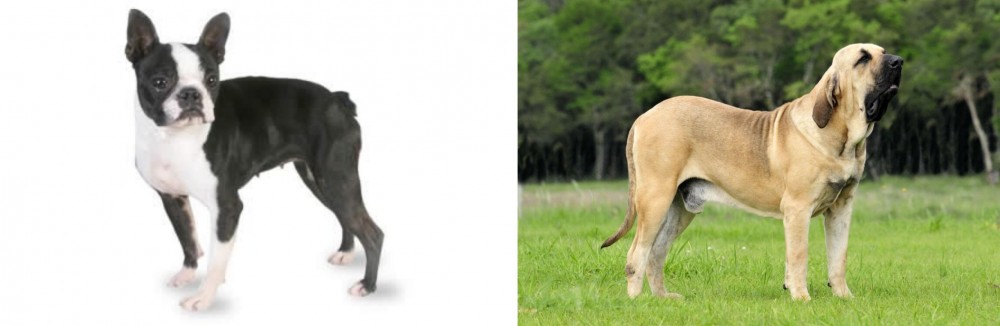 Fila Brasileiro vs Boston Terrier - Breed Comparison