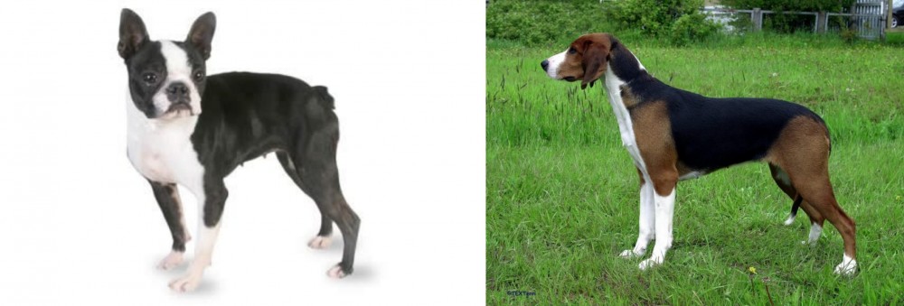 Finnish Hound vs Boston Terrier - Breed Comparison