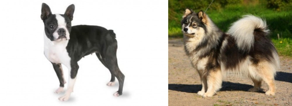 Finnish Lapphund vs Boston Terrier - Breed Comparison