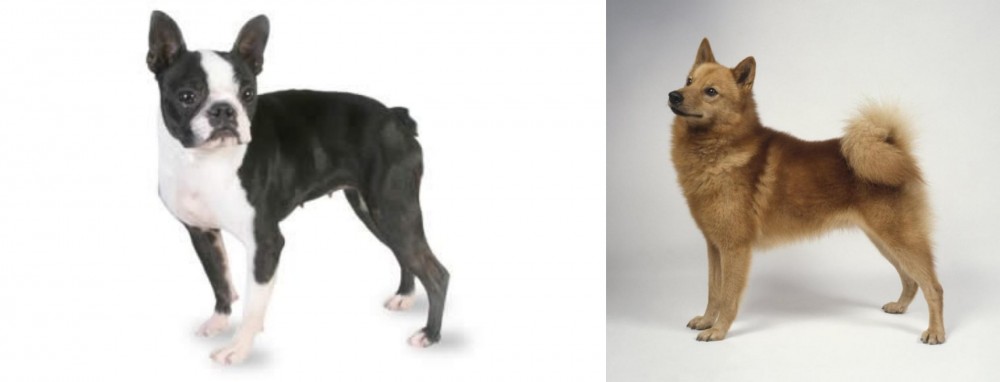 Finnish Spitz vs Boston Terrier - Breed Comparison