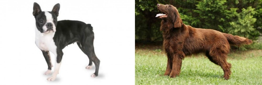 Flat-Coated Retriever vs Boston Terrier - Breed Comparison