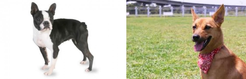 Formosan Mountain Dog vs Boston Terrier - Breed Comparison