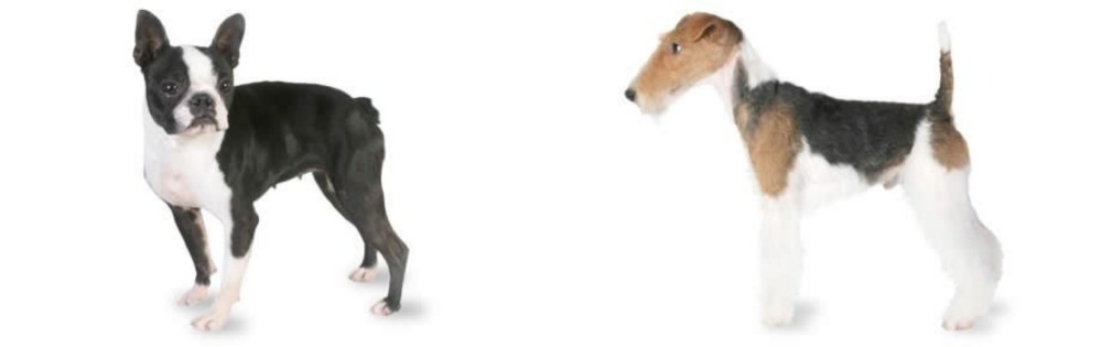 Fox Terrier vs Boston Terrier - Breed Comparison