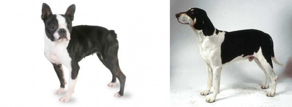 Francais Blanc et Noir vs Boston Terrier - Breed Comparison