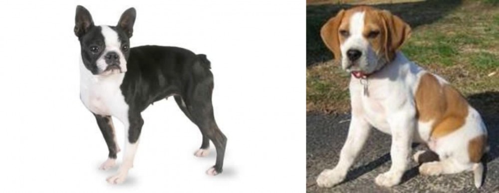 Francais Blanc et Orange vs Boston Terrier - Breed Comparison